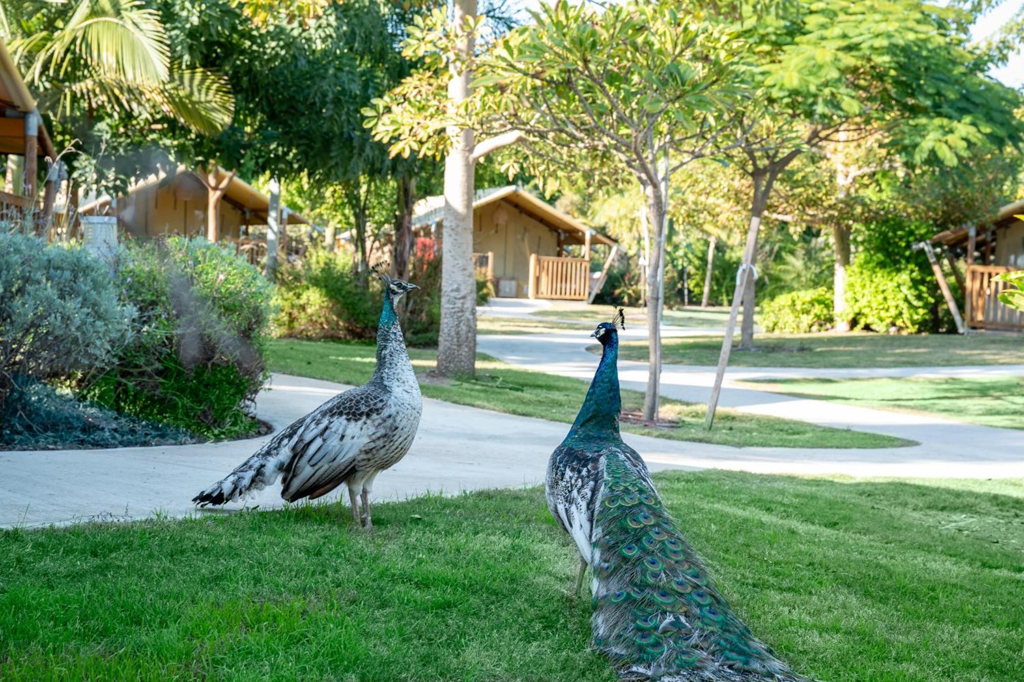 Layla Glamping Hotel Nir Dawid Buitenkant foto